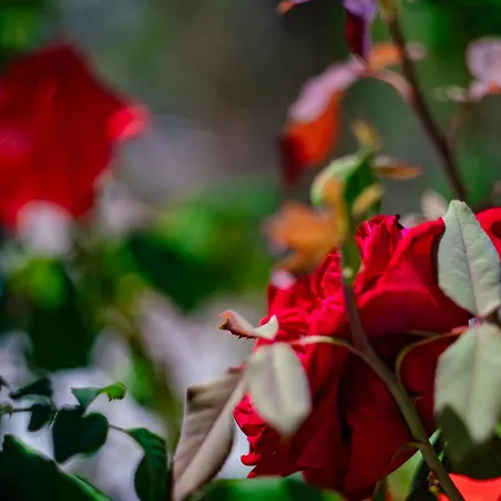 Vakantiehuis Casa Coromandel