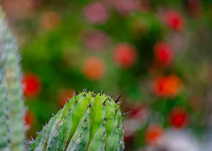 Casa vacanze Casa Coromandel Calpe